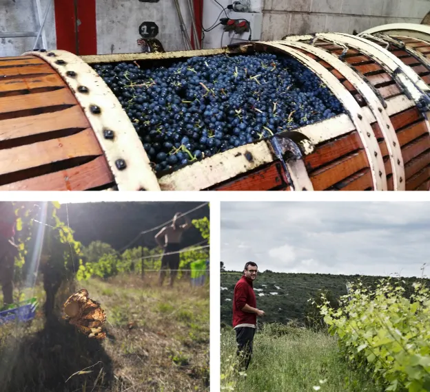 production de vins bio à Fontjoncouse près de Narbonne dans l'Aude 11