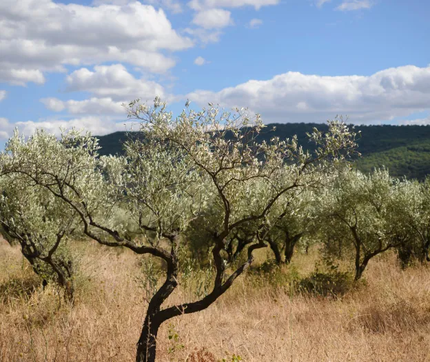 domaine viticole à Fontjoncouse près de Narbonne dans l'Aude 11